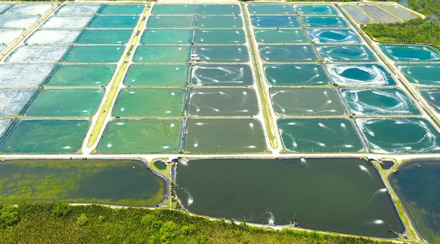 Mistakes Beginners Make in Fish Farming and How to Avoid Them