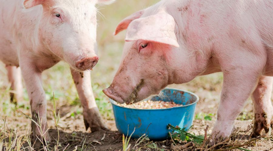 Common Pig Diseases and Prevention