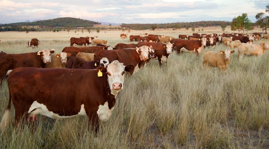 Is Raising Cows for Meat More Efficient Than Raising Crops?
