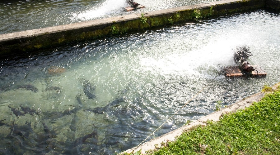 Choosing the Right Fish Species for Your Farm
