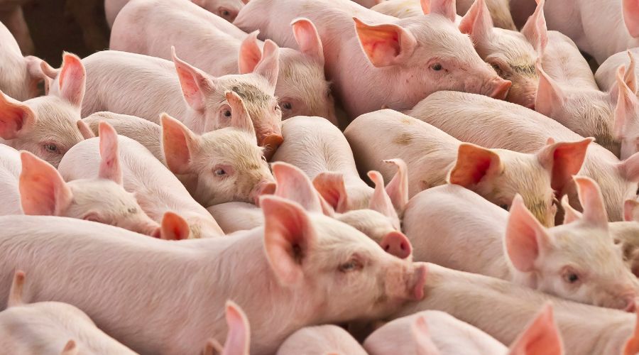 Maximizing Pig Farm Efficiency