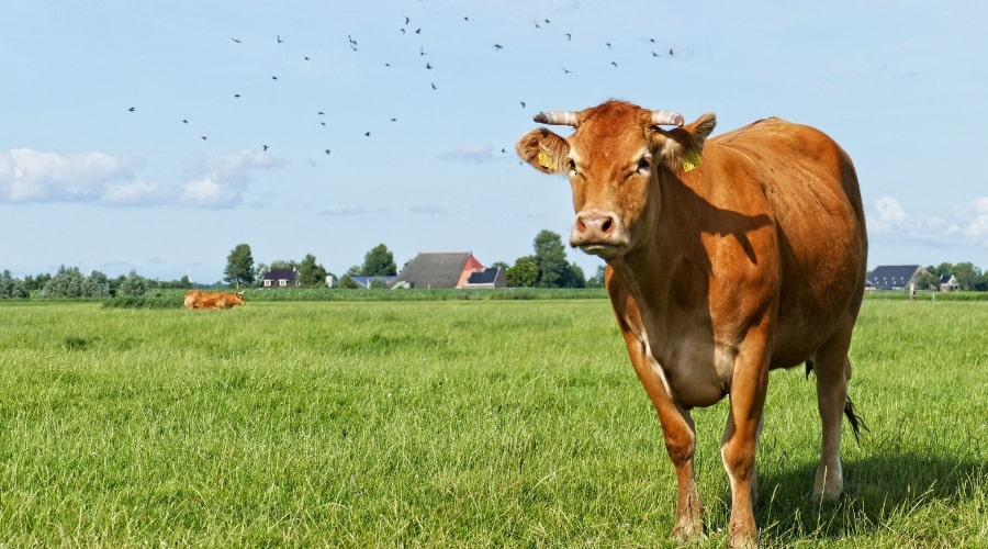 What Is the Easiest Cow to Raise for Meat?