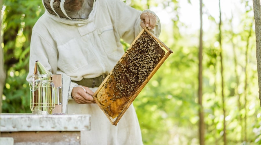 Life Cycle of a Honeybee