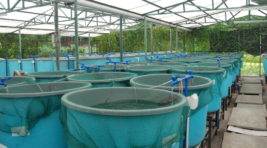 Water Quality: The Key to Successful Fish Farming