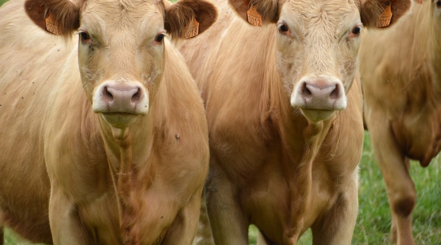 Cattle Farmers Face Many Problems