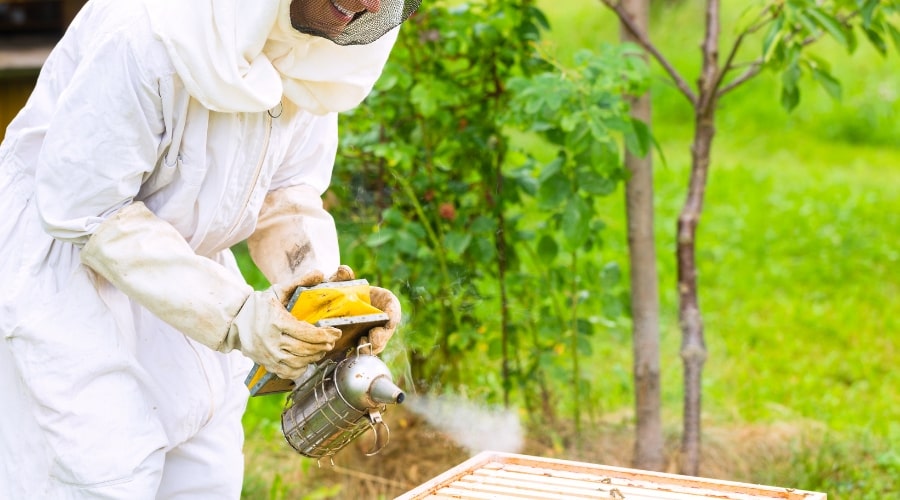 Honeybees vs. Wasps: Key Differences