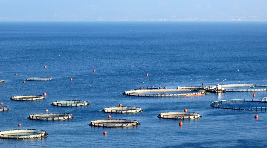 How to Market and Sell Your Farmed Fish