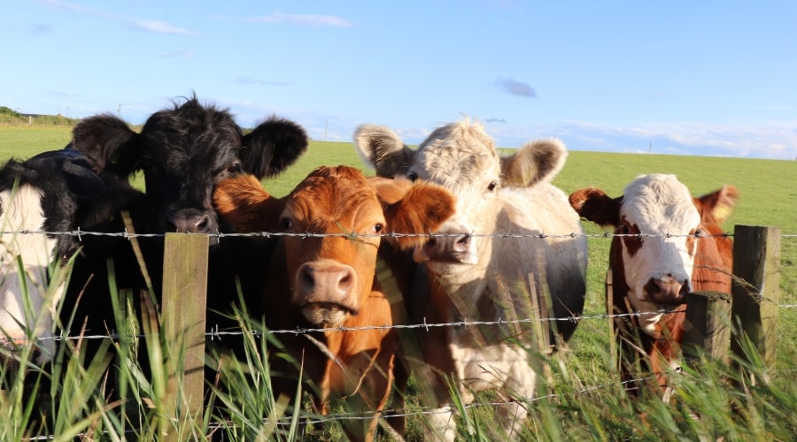 Prepare Fencing Before Cows Arrive