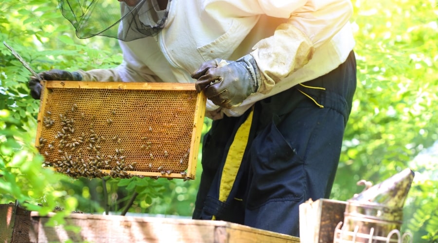 Feeding Bees During the Winter