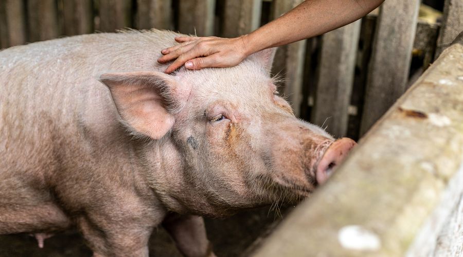 Managing Waste on Pig Farms
