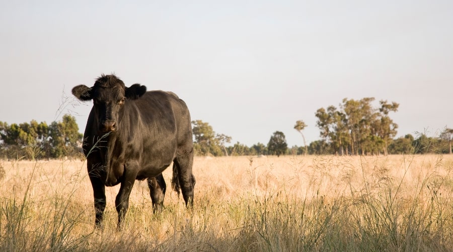 Raising Backyard Beef