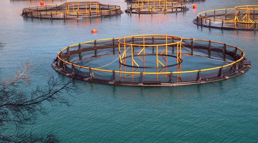 Fish Farming Systems: Pond, Cage, and Tank Farming Explained