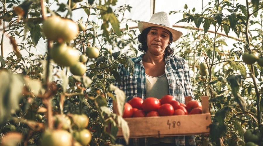 Exploring Diversified Revenue for Farms