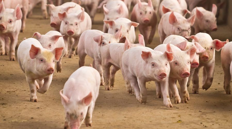 How to Market Your Pig Products