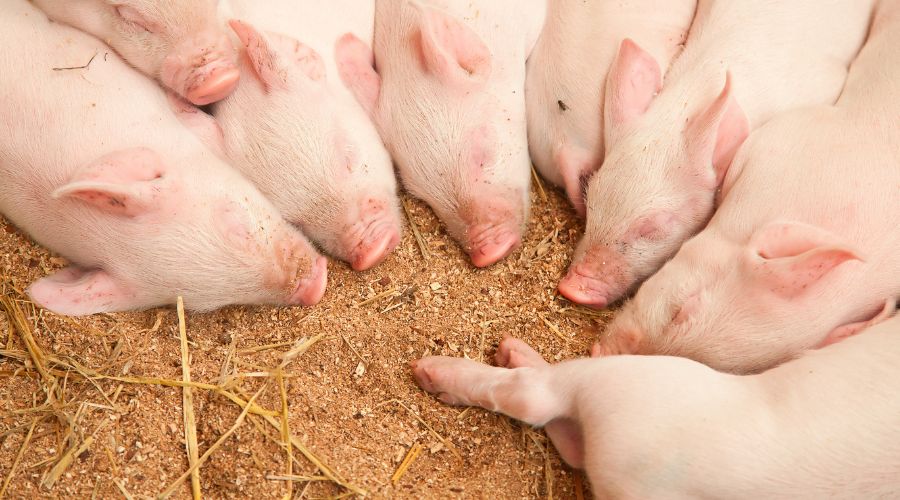 Pig Farming Mistakes to Avoid