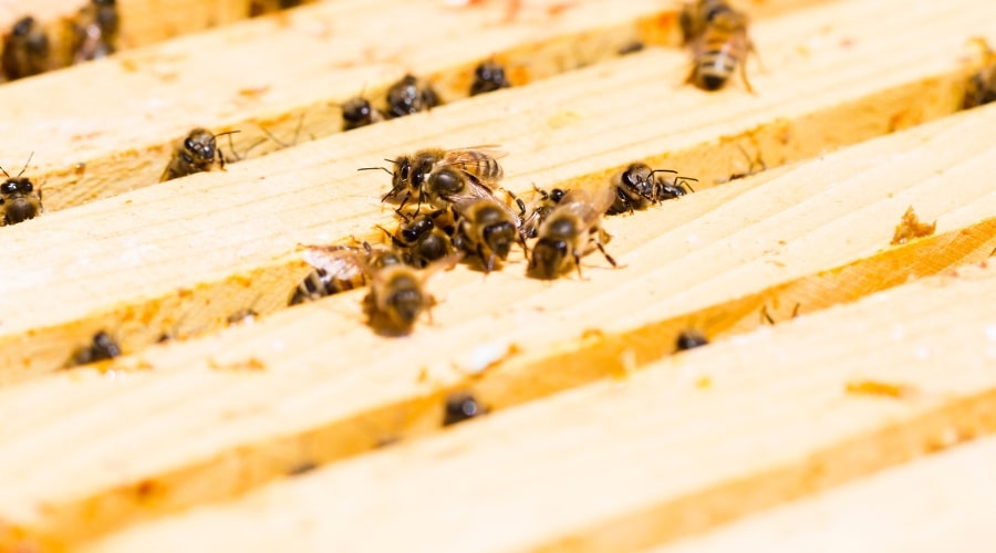 Protecting Your Hive From Mites