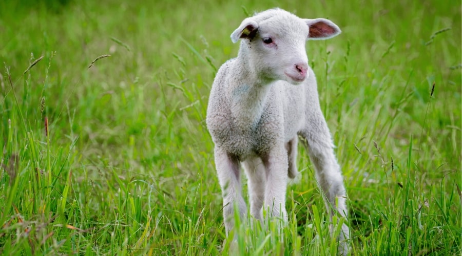 A Beginner's Guide to Raising Sheep