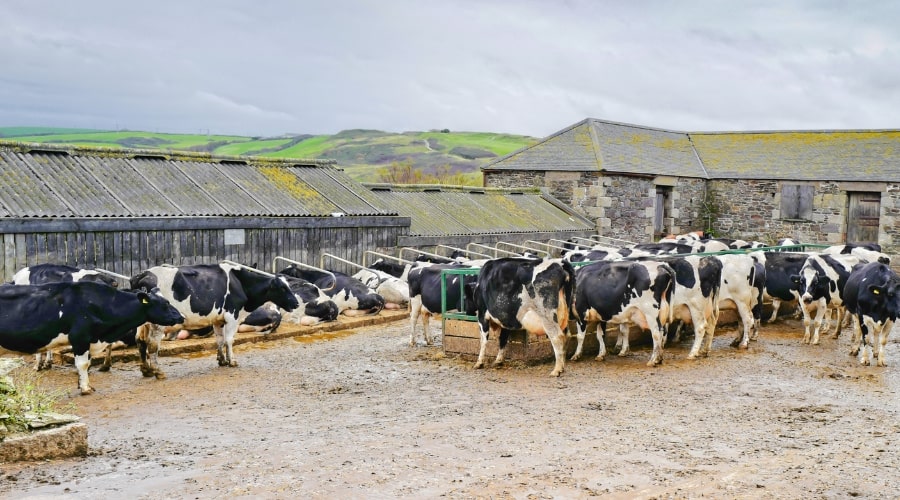 Best Practices for Dairy Farm Waste Management