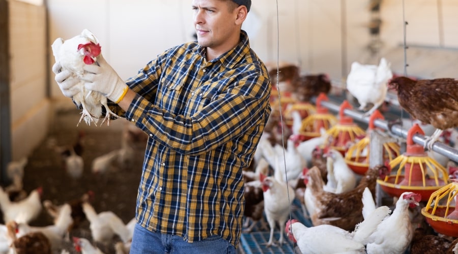 Calculating the Cost to Start a Poultry Farm