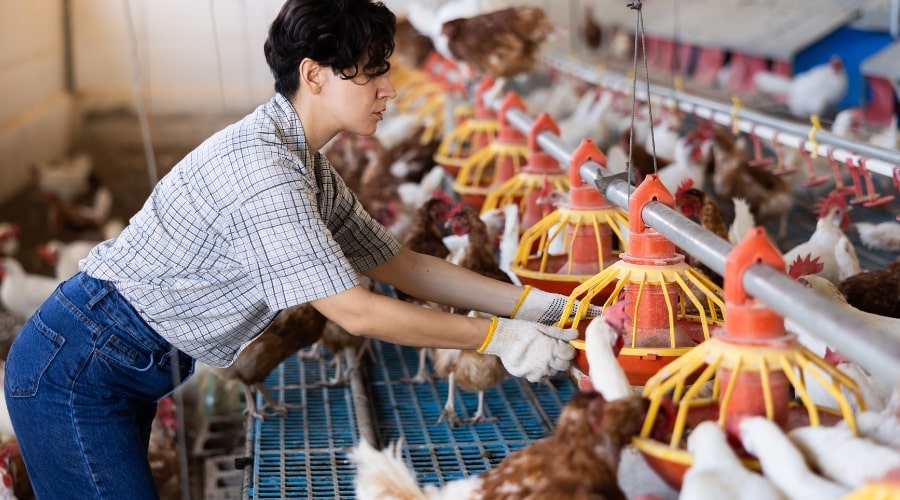 Choosing the right location for your poultry farm