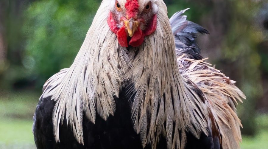 Choosing the right poultry breed