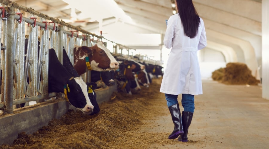 Dairy Farming Mistakes to Avoid