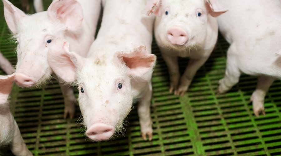 How to Become Successful in Pig Farming