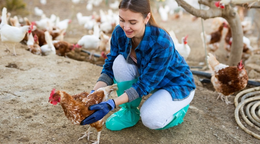 How to Select the Best Poultry Breed