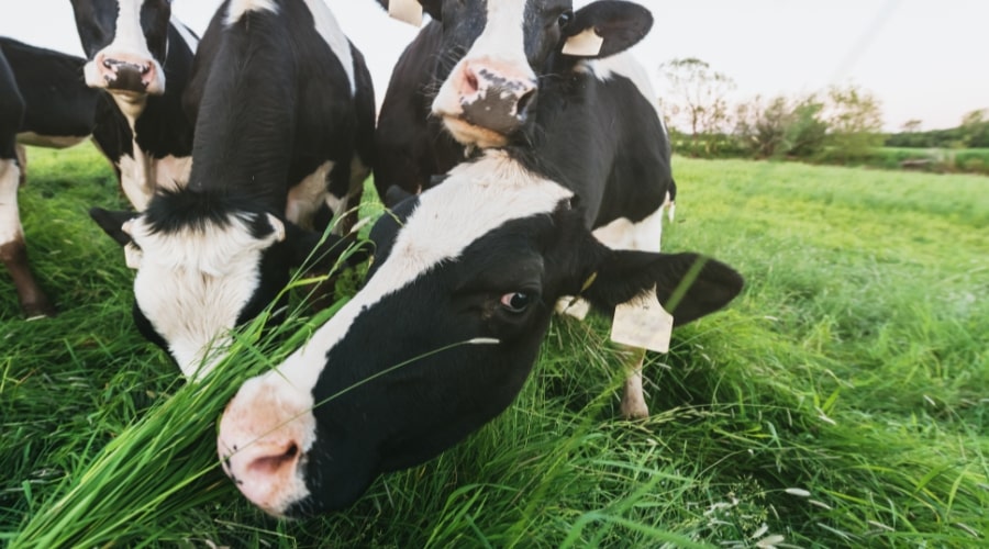 How to improve dairy milk production?
