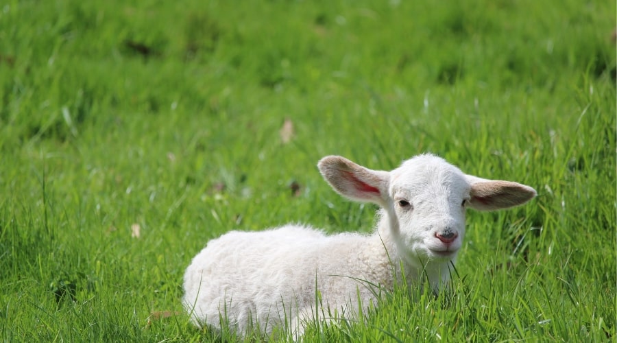 The Lambing Process