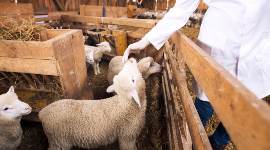 How to Get Started with Sheep