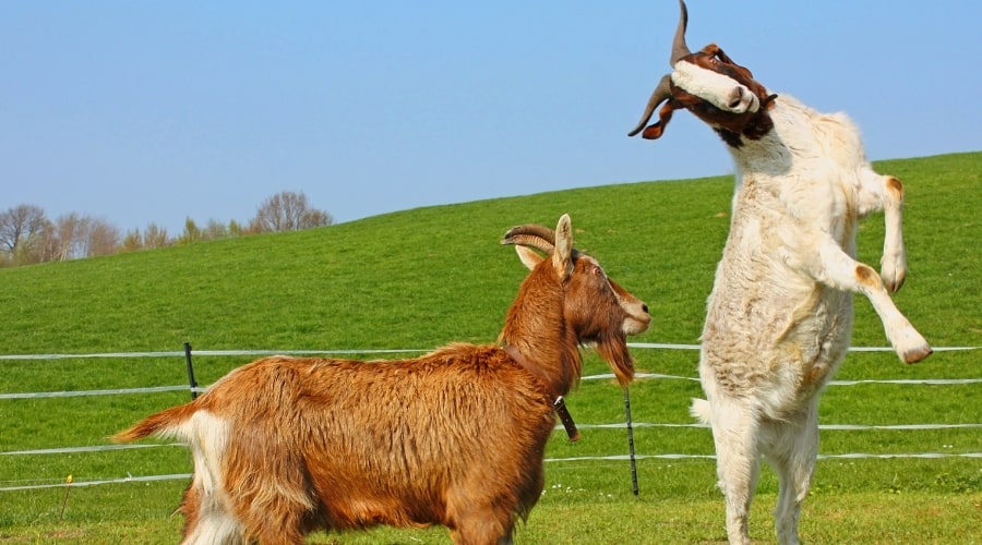 Raising Goats Is a Great Way to Get Started with Dairy Animals