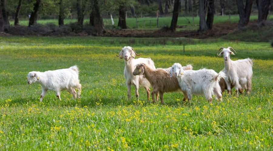 Raising Dairy Goats: A Guide to Breeds