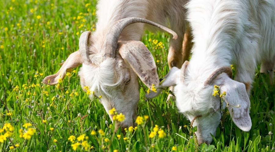 Raising Goats for Meat: A Guide to Breeds