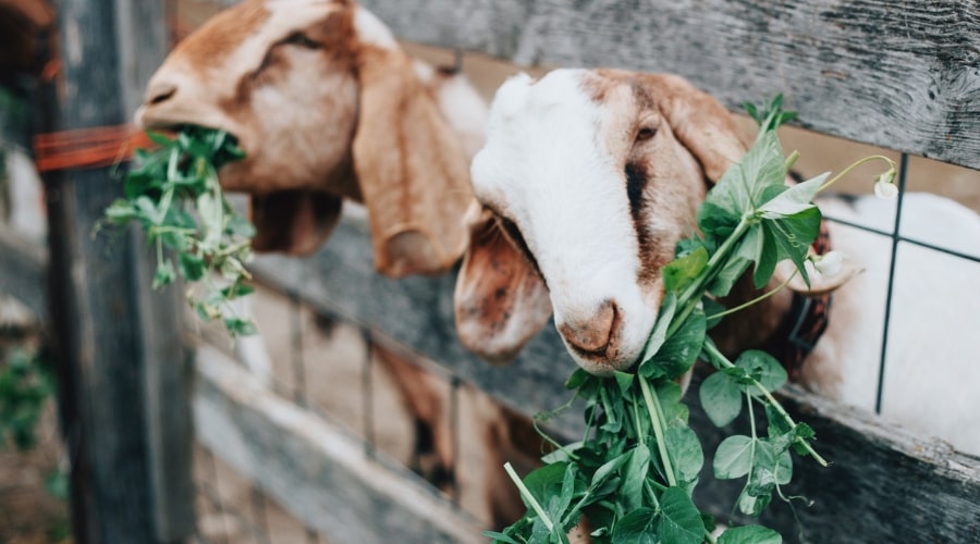 Why Do So Many People Raise Goats?