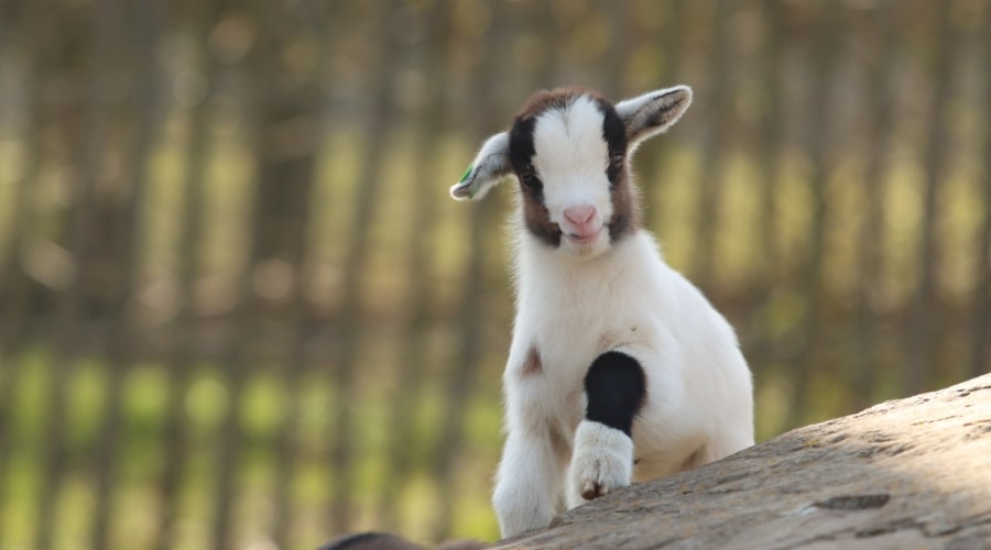 Best Dairy Goats for Beginners