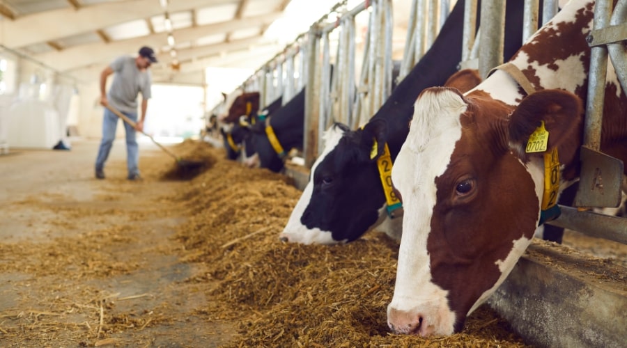 Best Dairy Cows for Beginners