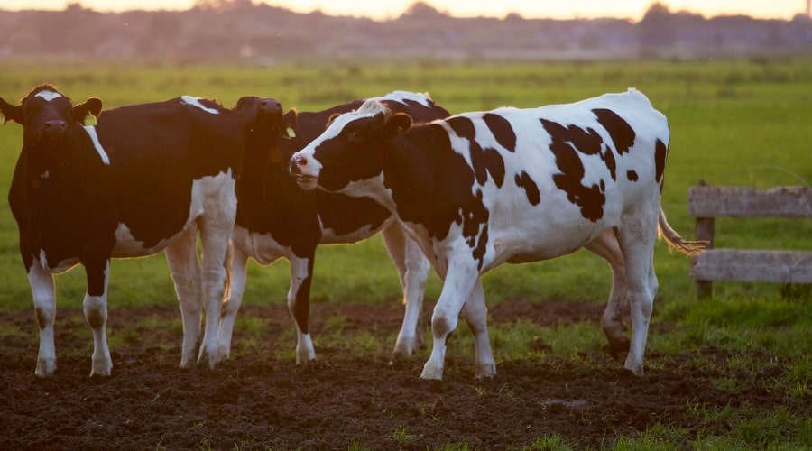 What are the factors to consider when choosing a dairy breed?