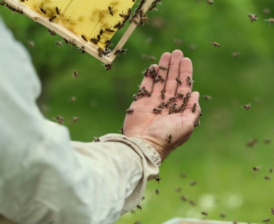 Apiculture