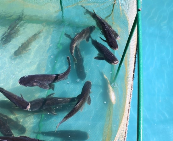 Aquaculture