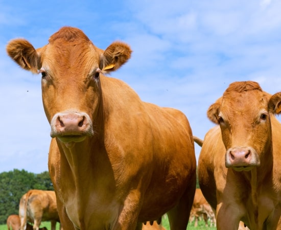 Cattle Farming