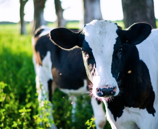 Dairy Farming