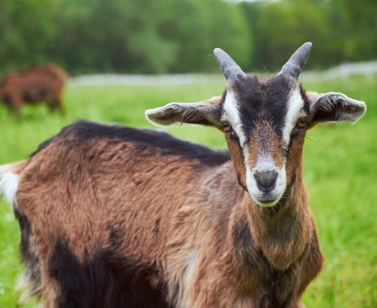 Goat Farming