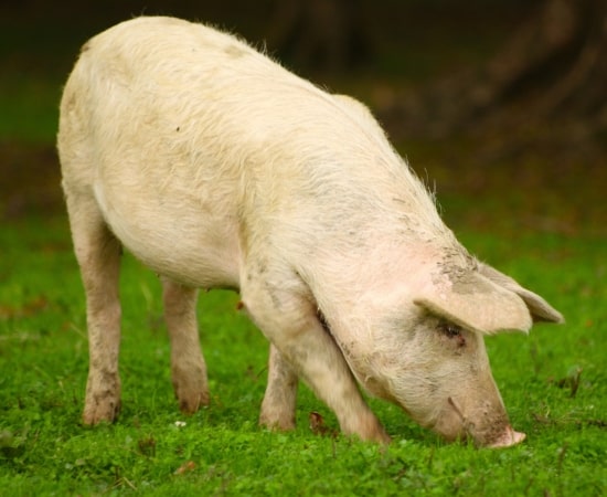 Pig Farming