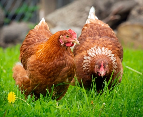 Poultry Farming