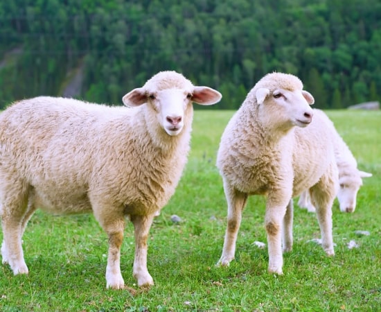 Sheep Farming