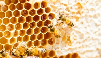 Apiculture (Beekeeping)