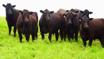 Cattle Farming
