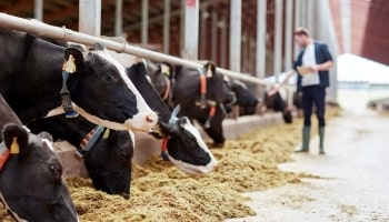 Dairy Farming