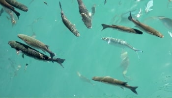 Aquaculture